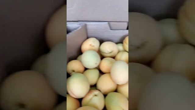 Абрикос Ананасный качество достойное смотреть онлайн