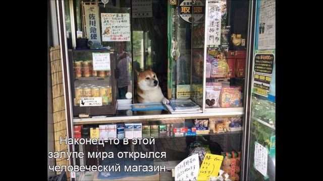 Успешнее ли гомогенные страны | Ватоадмин смотреть онлайн