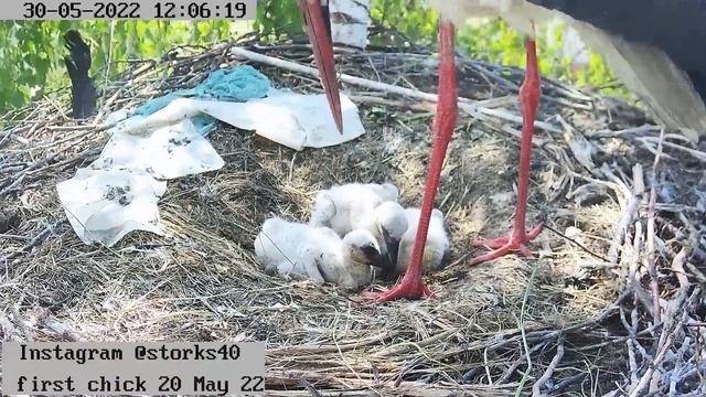 Послеобеденный сон 30 мая 2022 смотреть онлайн