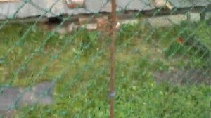 Вольер для кошек своими руками