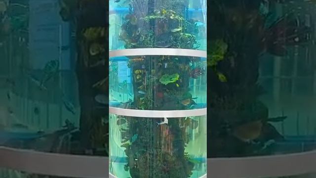 Самый большой аквариум в Москве смотреть онлайн