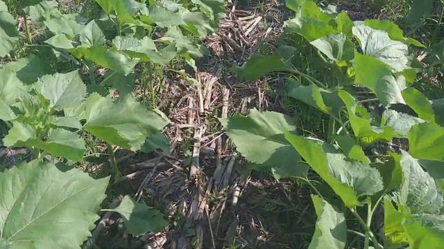 StripTill + SPM + VULKAN - мінімум затрат максимальний результат смотреть онлайн