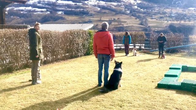 Hundeschule - Hundetraining Übung: Gruppentraining Position bei Fuss und abrufen смотреть онлайн