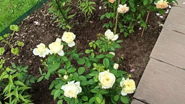 Розы Остина. VANESSA BELL. смотреть онлайн