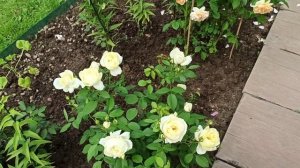 Розы Остина.  VANESSA BELL.