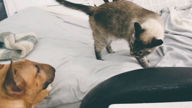 Бультерьер и кот. Минибуль Данчик и тайский котик Пиксель смотреть онлайн