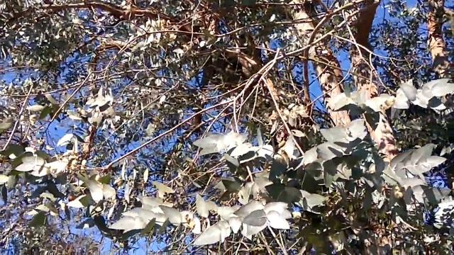 Грузия #Эвкалипт Ганна# и Боярышник. смотреть онлайн