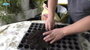 Посев томатов - как получить дружные всходы рассады. Отличный результат!!!