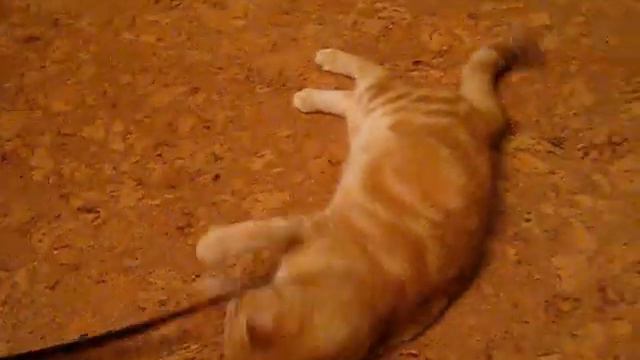 Ральфакот. Скоттиш фолд смотреть онлайн