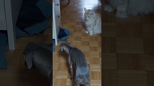 Суровость смотреть онлайн