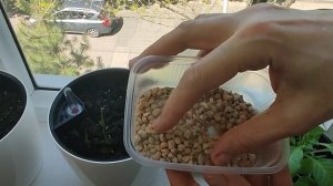 Диатомит. Почвоулучшитель. Мои отзывы и опыт применения.