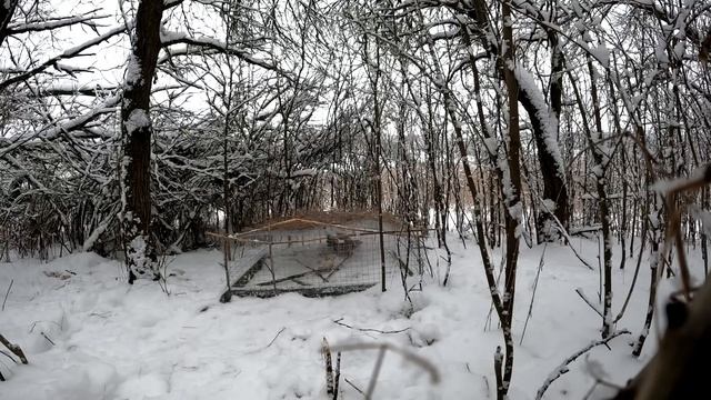 КАК РАБОТАЮТ ЛОВУШКИ... Я ЭТО ЗАСНЯЛ!! Easy Bird Trap! Аnimal Trap / В КАКУЮ ЛОВУШКУ ПОЙДЕТ ФАЗАН?? смотреть онлайн