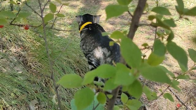 Ориентальная кошка всё о породе | САЛЛИ смотреть онлайн