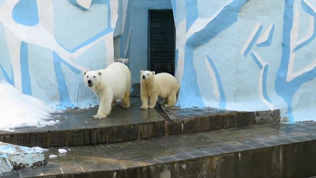 Включили бензопилу и мишки испугались 24.09.2019 смотреть онлайн