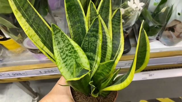 САНСЕВИЕРИИ. Шикарное поступление в ЛЕРУА МЕРЛЕН. САНСЕВИЕРИЯ SANSEVIERIA