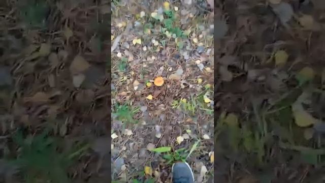 новая часть грибников смотреть онлайн