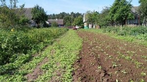 Культиватор-пропольник в работе