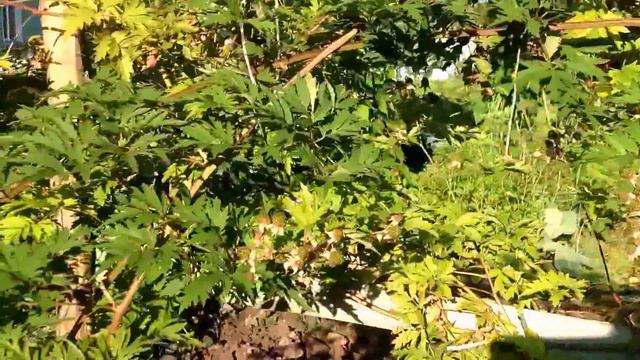 Aug 11, 2017. Щавель/ Ежевика безшипая/ Мята/ Анютка- самосев смотреть онлайн