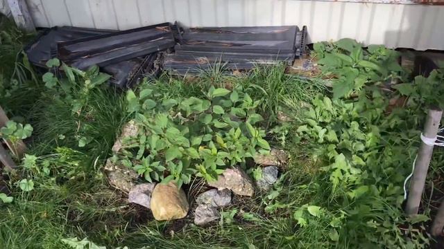 Моя любимая дача. Октябрь 2017. смотреть онлайн