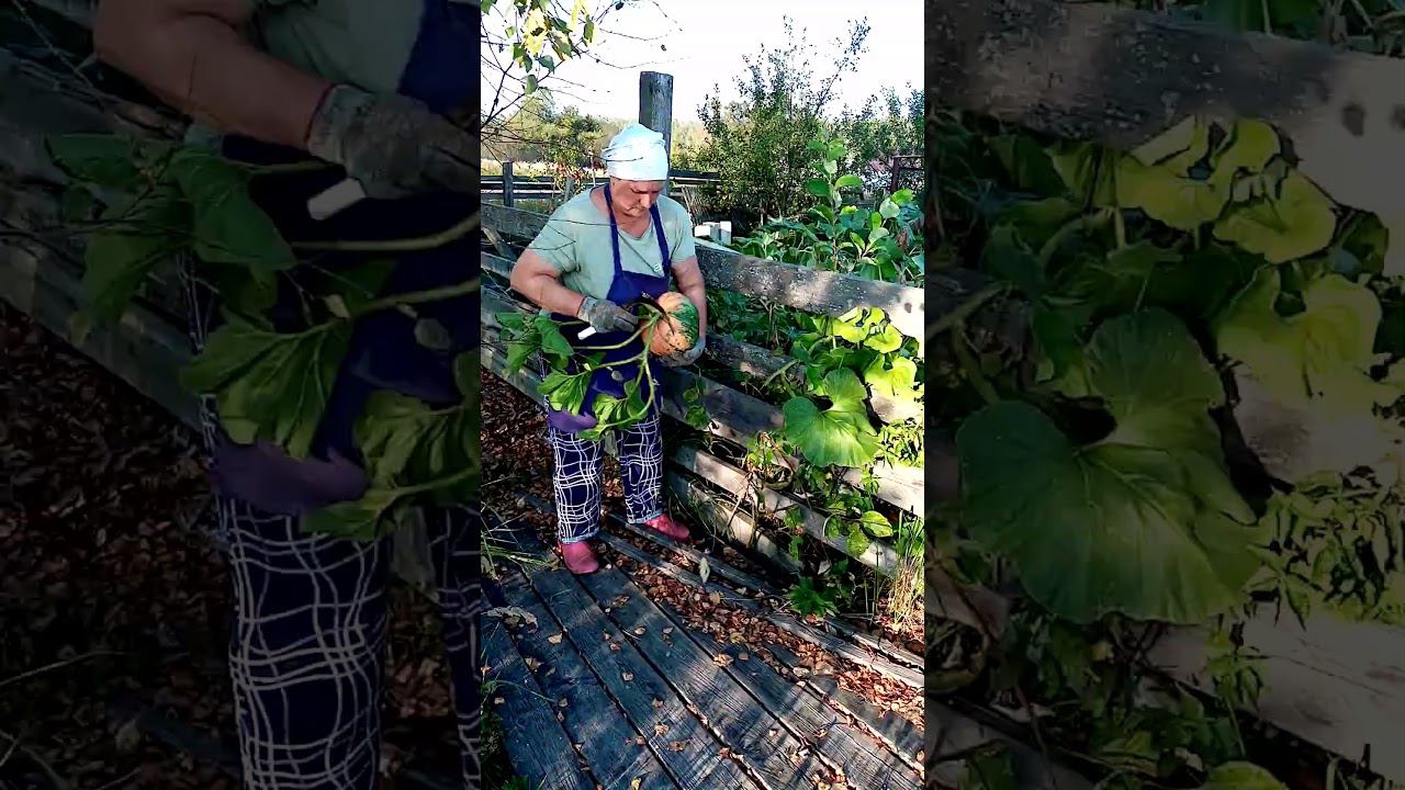 ТЫКВА - лучший ПОДАРОК для кур. смотреть онлайн