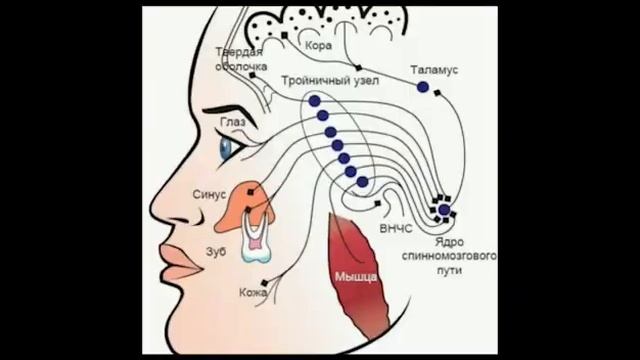 Анатомия тройничного нерва. Стоматология (преподаватель Рахман Н. К.) смотреть онлайн