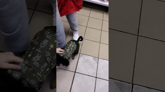 Покупаем шубу! Примерка! смотреть онлайн