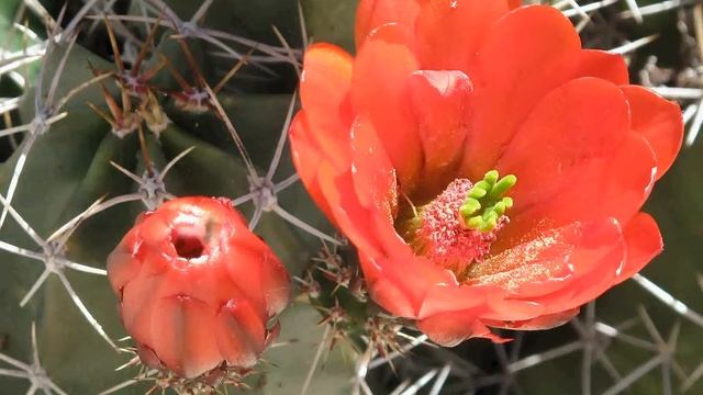 Echinocereus Triglochidiatus