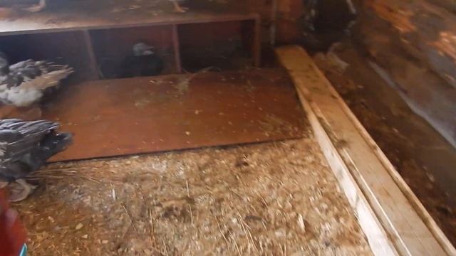 Разведение кур и индоуток без опыта. Начало. смотреть онлайн