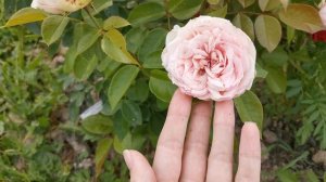 Роза Чарминг Пиано. Charming Piano.