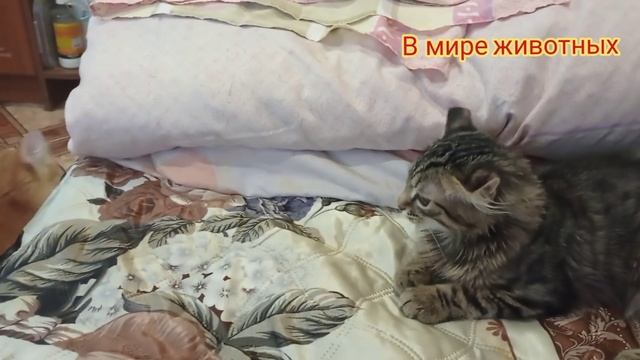 К Кузе в гости пришёл кот мэйкун по кличке Кекс. Кузя в шоке... смотреть онлайн