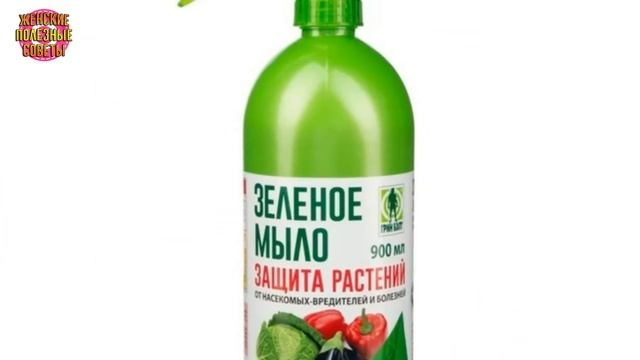 Листья комнатных цветов БЛЕСТЯТ как новенькие! Расскажу, как отмыть налет и пыль с листьев растений смотреть онлайн