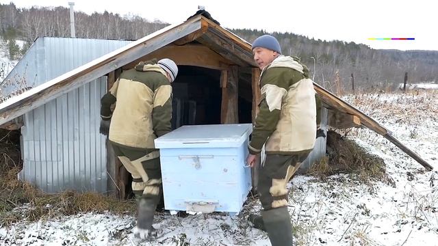 Настала пора убирать пчел на зимовку смотреть онлайн
