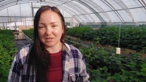 Как посадить вегетирующие саженцы ежевики