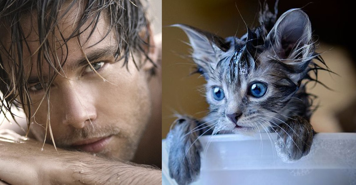 Странные привычки и поведение кошек - подражание человеку! смотреть онлайн