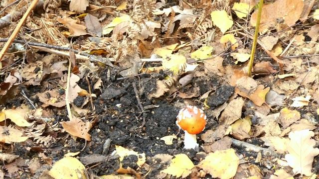 L'Amanite tue-mouche, comment l'identifier et comment éviter la confusion avec l'amanite des césars смотреть онлайн