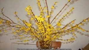 Размножение форзиции черенками — как правильно