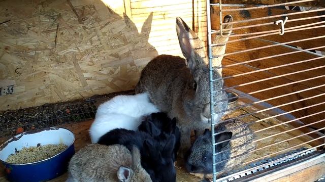 Разведение Кроликов Дедовский способ.!! смотреть онлайн