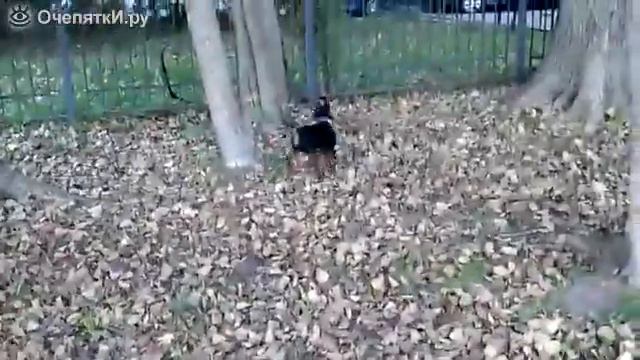 Кошка провоцирует собаку, Cat provokes dog смотреть онлайн