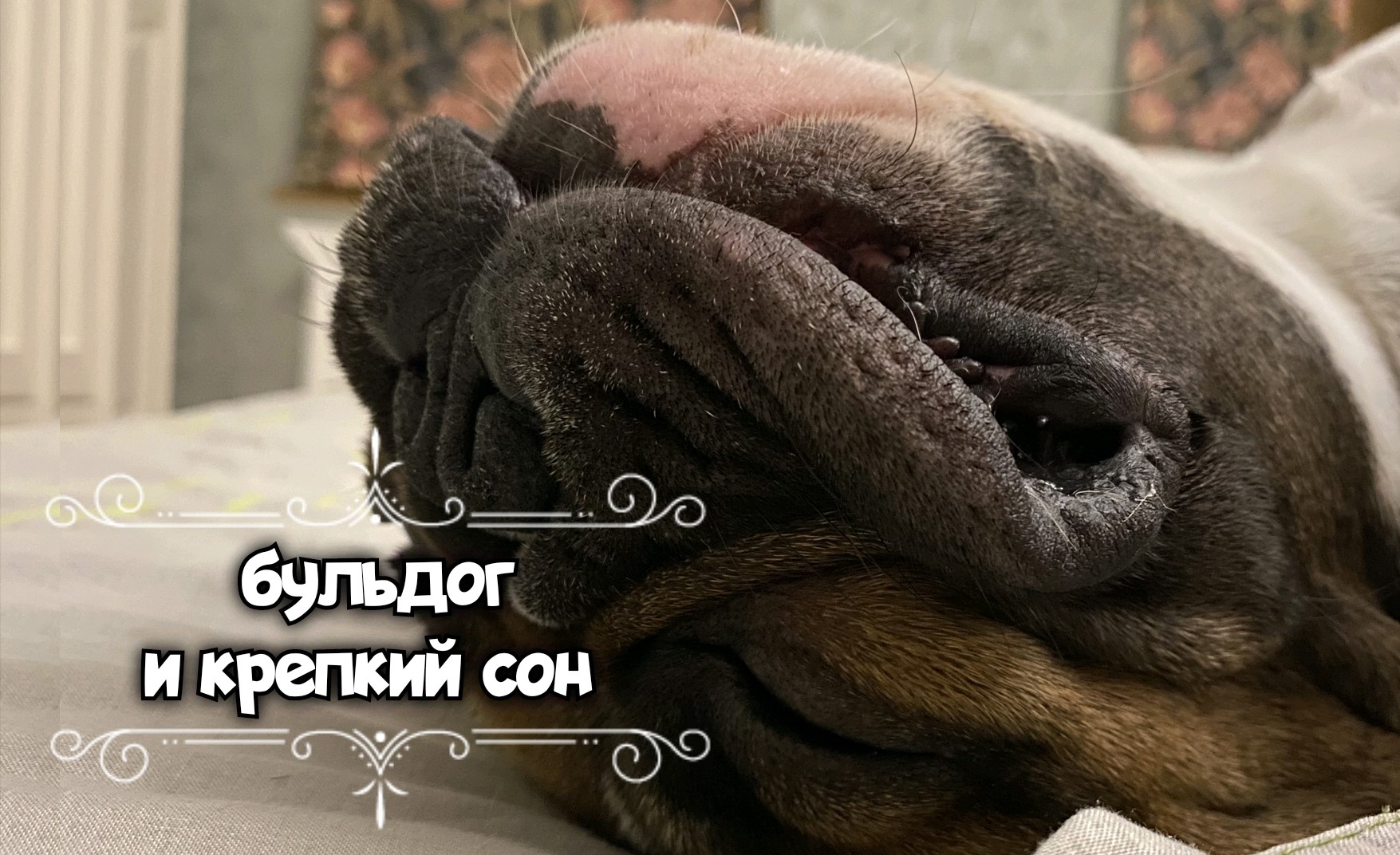 Крепкий сон французского бульдога или как звучит французский бульдог смотреть онлайн