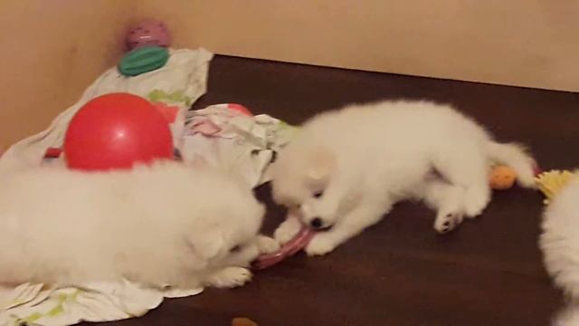 Хищники грызут утиные шеи. 1.5 мес смотреть онлайн