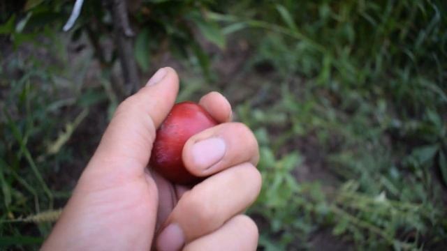 Слива Супериор (Superior) - отзывы, саженцы диплоидных слив - Агро Сад 2021 смотреть онлайн