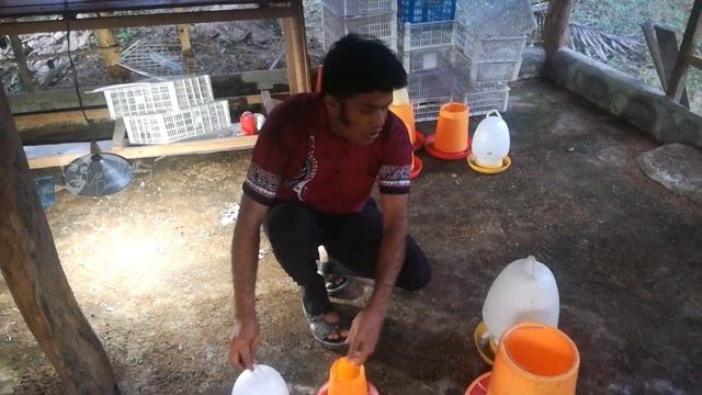 Quail farming. How to build quails cage смотреть онлайн