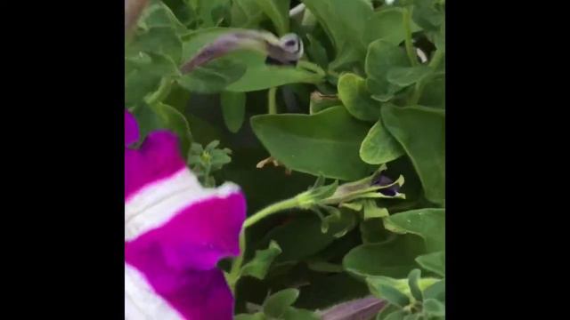 #20 Part 2 - Petunia Flowers - Update & Maintenance! смотреть онлайн