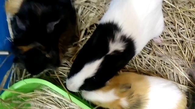 Мурчашие пищалки морские свинки. Кормление. Малыши кавия | Хомячуля: Secret Life Hamster - Pets смотреть онлайн