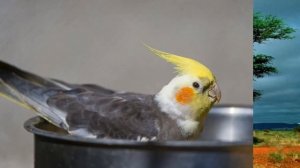 Размножение попугаев Корелла