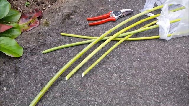 Harvesting Kniphofia uvaria seeds смотреть онлайн