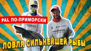 ЗМЕЕголов АТАКУЕТ. Ловля змееголова на заболоченных разливах.
