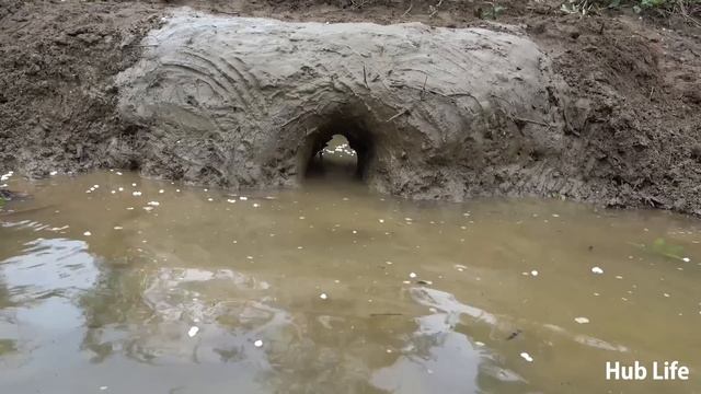 Survival Skills: Catch Meet Many Fish in Hole Dry - Fishing And Solo Bushcraft Grow Living Wild смотреть онлайн