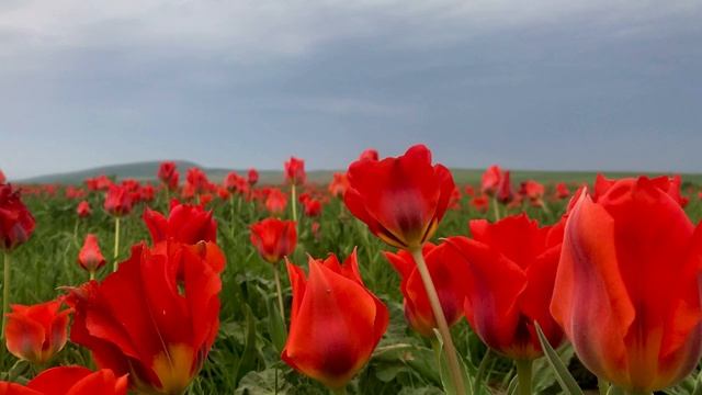 Тюльпаны Грейга. Южно-Казахстанская область. 04.2022. смотреть онлайн