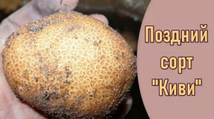 Ультраранние Сорта Картофеля